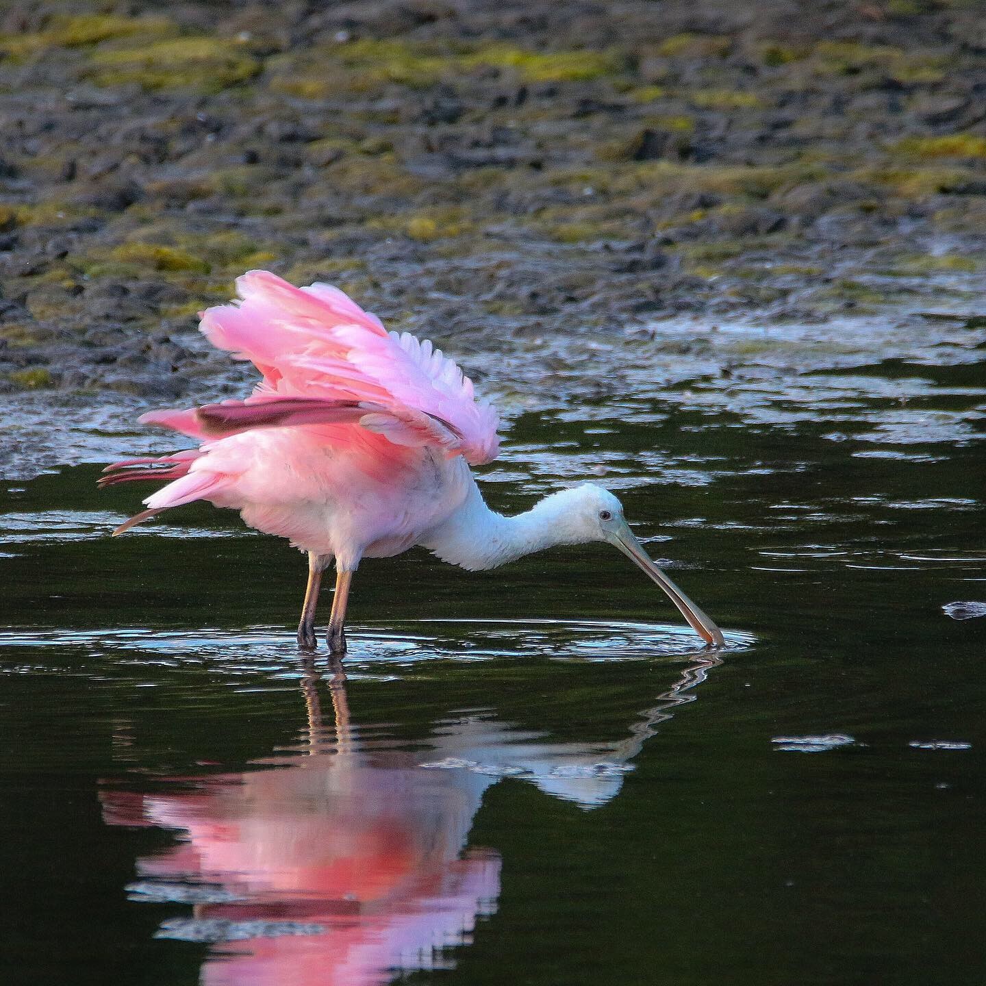 Mobile App Expands Georgia DNR Birding Wildlife Trails Program - Brandt ...